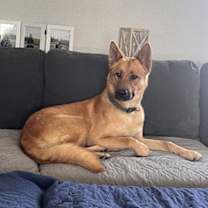 Thumbnail photo of Marley #1