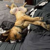 Thumbnail photo of Marley #3