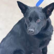 Thumbnail photo of Bagel Babies - Chocolate Chip #4