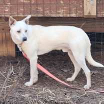 Thumbnail photo of ZEKE, JR. #3