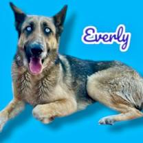 adopt-pet