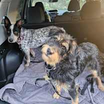 Thumbnail photo of ORVILLE #4