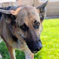 Thumbnail photo of Brother Bear #3