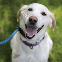 Thumbnail photo of Aspen #2