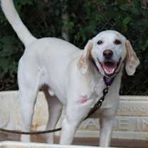 Thumbnail photo of Aspen #3