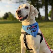 Thumbnail photo of Aspen #4