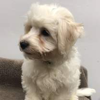 Thumbnail photo of Jordan #4