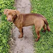 Thumbnail photo of KitKat #1