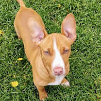 Thumbnail photo of Rolo #1