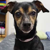 Thumbnail photo of Beau #1