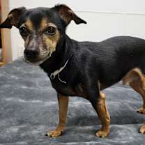 Thumbnail photo of Beau #4