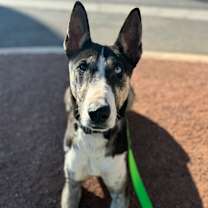 Thumbnail photo of Crackerjack #4