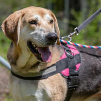 Thumbnail photo of Lambert #1