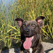 Thumbnail photo of Sparky #1