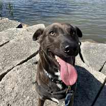 Thumbnail photo of Sparky #2