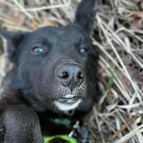 Thumbnail photo of Warlock #4