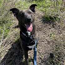 Thumbnail photo of Sparky #4
