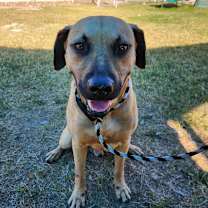 Thumbnail photo of Appa #1