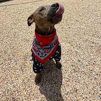 Thumbnail photo of Scout #3