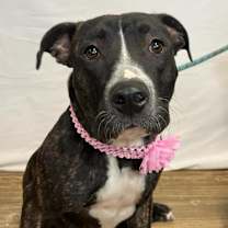 Thumbnail photo of Molly (Sponsored) #2