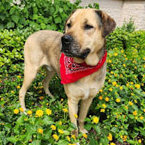 Thumbnail photo of Finn JuM AKA Gage DD* #3
