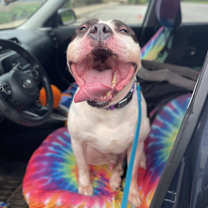 Thumbnail photo of Draco #3