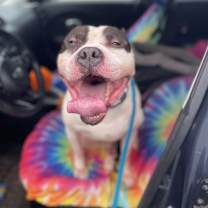 Thumbnail photo of Draco #4