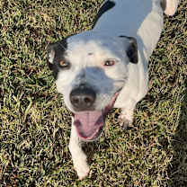 Thumbnail photo of Joey #1