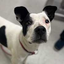 Thumbnail photo of Joey #2