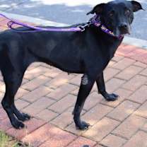 Thumbnail photo of Harper JuM #2