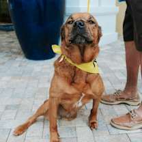 Thumbnail photo of Star #1