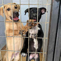 Thumbnail photo of Hutch B113 #2