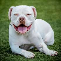 Thumbnail photo of Wilson A2037939 #1