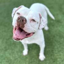 Thumbnail photo of Wilson A2037939 #2