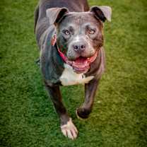 Thumbnail photo of Bonnie-A2141785 #2