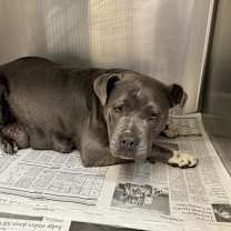 Thumbnail photo of Bonnie-A2141785 #3
