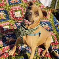 Thumbnail photo of Aries #3