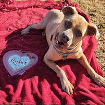 Thumbnail photo of Aries #4