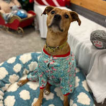Thumbnail photo of Molly #2