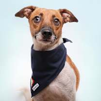 Thumbnail photo of Blyg #1