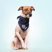 Thumbnail photo of Blyg #2