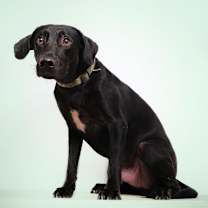 Thumbnail photo of Firu #2