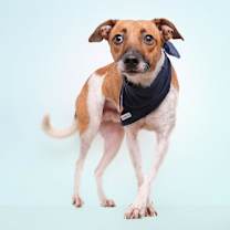 Thumbnail photo of Blyg #3