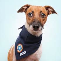 Thumbnail photo of Blyg #4