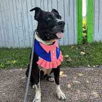 Thumbnail photo of Fiorella #4