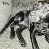 Thumbnail photo of Kiwi #2