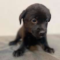 Thumbnail photo of Peaches #3