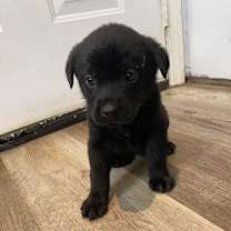 Thumbnail photo of Kiwi #3