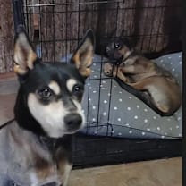 Thumbnail photo of Milo #2