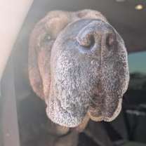 Thumbnail photo of Gertie #1